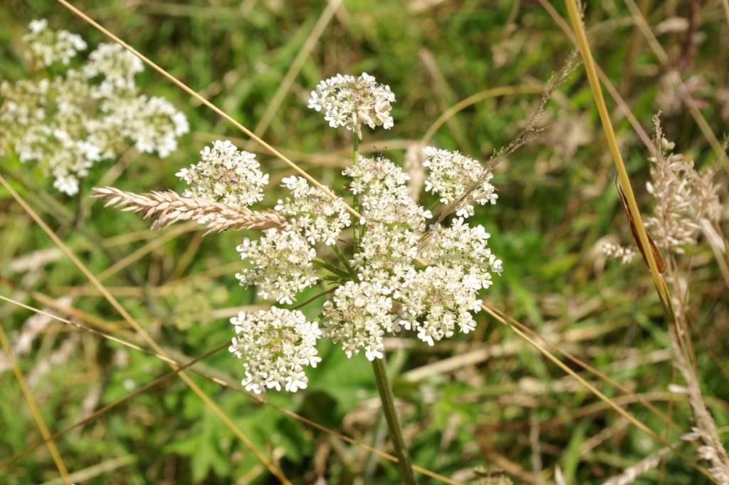 Yarrow